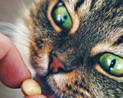Ali lahko mačke v tablicah dajo človeške tablete, brez shpu, valerijan? Kako dati mački grenko tabletko, da ne izpljune?