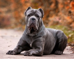 Dogs for protection: rating, review of the best breeds