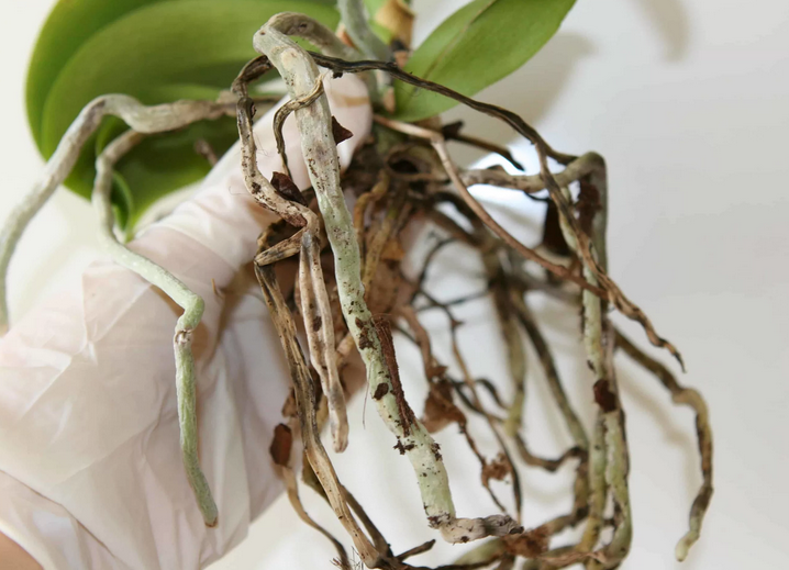 Хворі коріння повітря орхідей