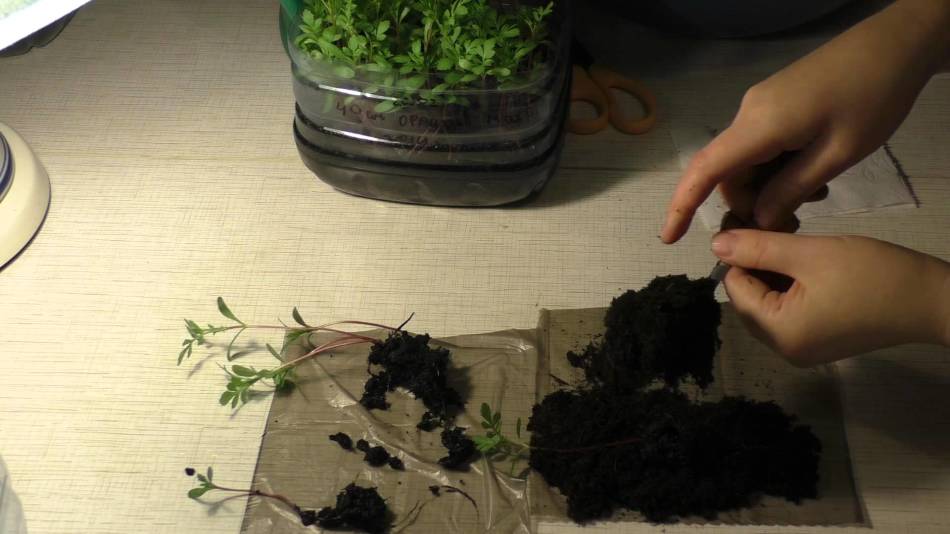 In separate pots, the seedlings of marigolds grow faster