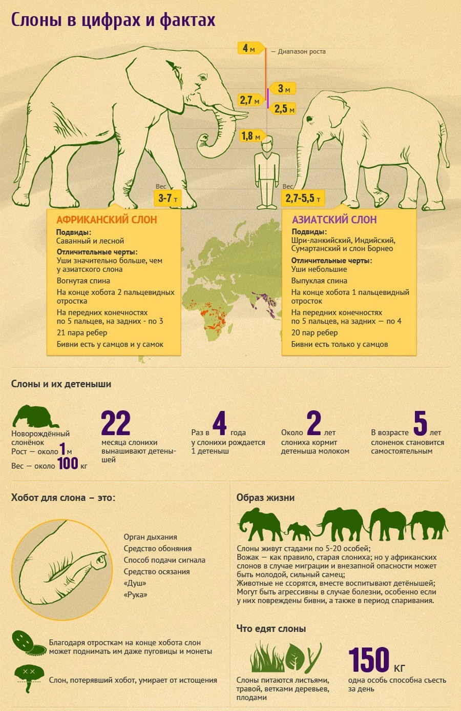 Слон интересные факты для детей 1 класса