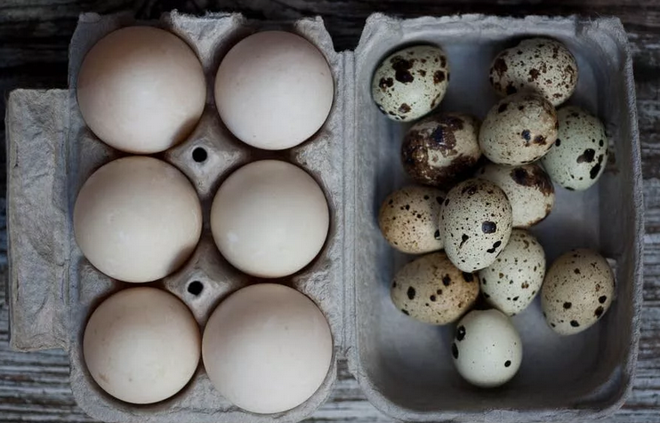 Remplacement des œufs de poulet par des cailles