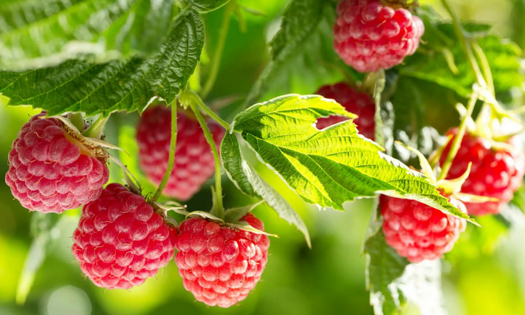 Delicious and sweet raspberries growing in a correctly selected place