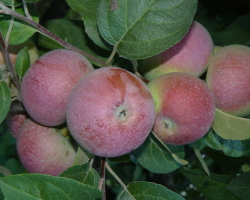 Lobo Apple Tree: Περιγραφή ποικιλιών μήλων και μήλων και μήλων, χαρακτηριστικά, κριτικές, σταθερότητα, εμφάνιση του δενδρυλλίου, φωτογραφία. Apple Tree Lobo: Για ποιο έτος είναι τα φρούτα, ποιο χρώμα του φλοιού, πώς επικονίζεται;