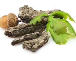 Therapeutic properties of oak bark. When and how to take oak bark for adults and children?
