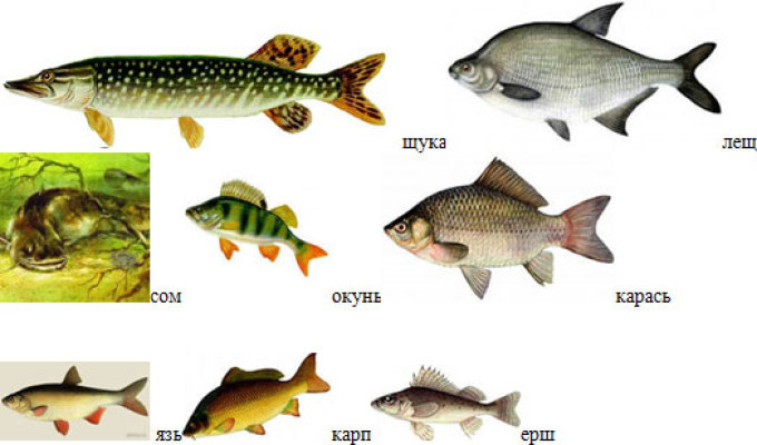 Речная рыба, наиболее часто используемая в пищу.