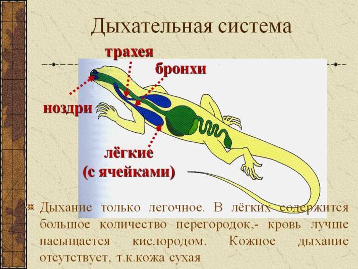 Le système respiratoire des reptiles
