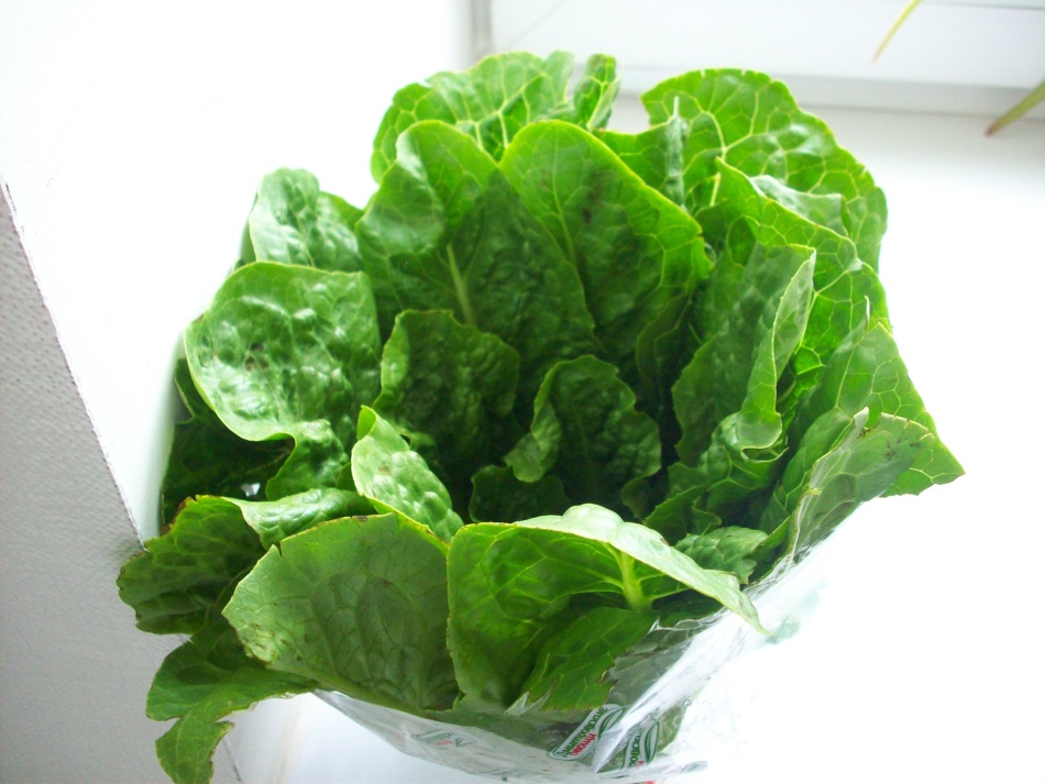 Зеленые листья салата завернуты в полиэтилен перед подготовкой к консервации
