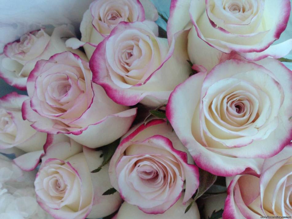 White roses with a pink border