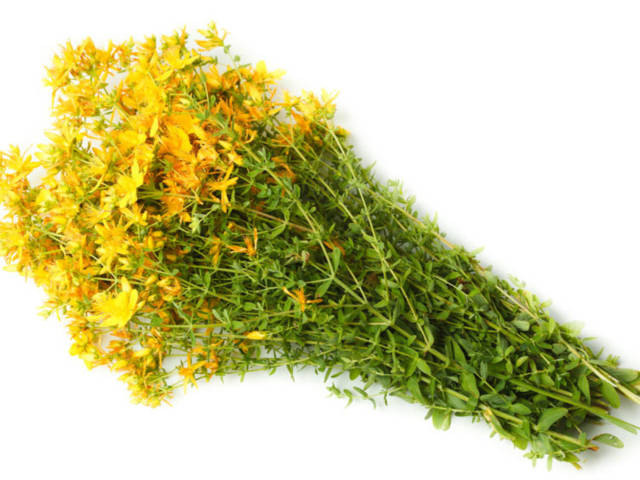 The beneficial and healing properties of St. John's wort herb and contraindications for men, women and children. The use of St. John's wort grass and decoction