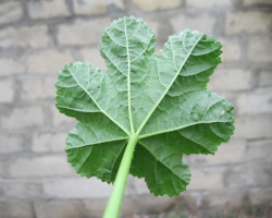 Which side to apply a leaf of burdock to a sore spot?