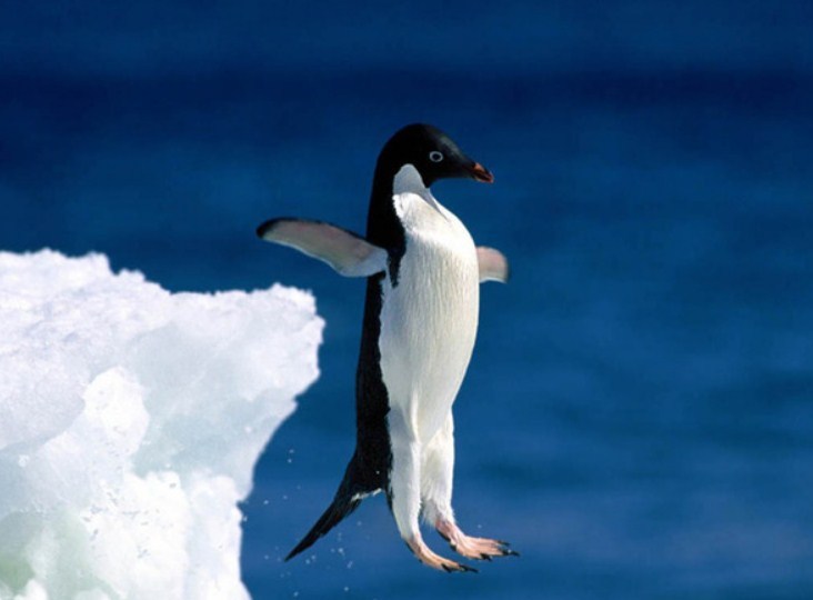 Why don't the penguins know how to fly and did they fly earlier?