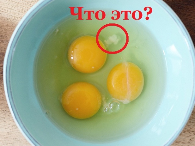 What a white clot in a cheese egg: what is it called, what is its function?