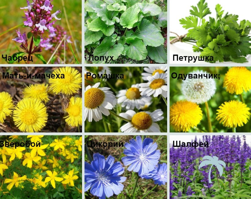 Herbs from edema