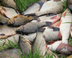Apa yang lebih baik menangkap ikan mas crucian? Pilihan umpan dan umpan untuk memancing ikan mas. Fitur Memancing untuk Crucian Carp dan Pilihan Umpan Tergantung pada Waktu Tahun