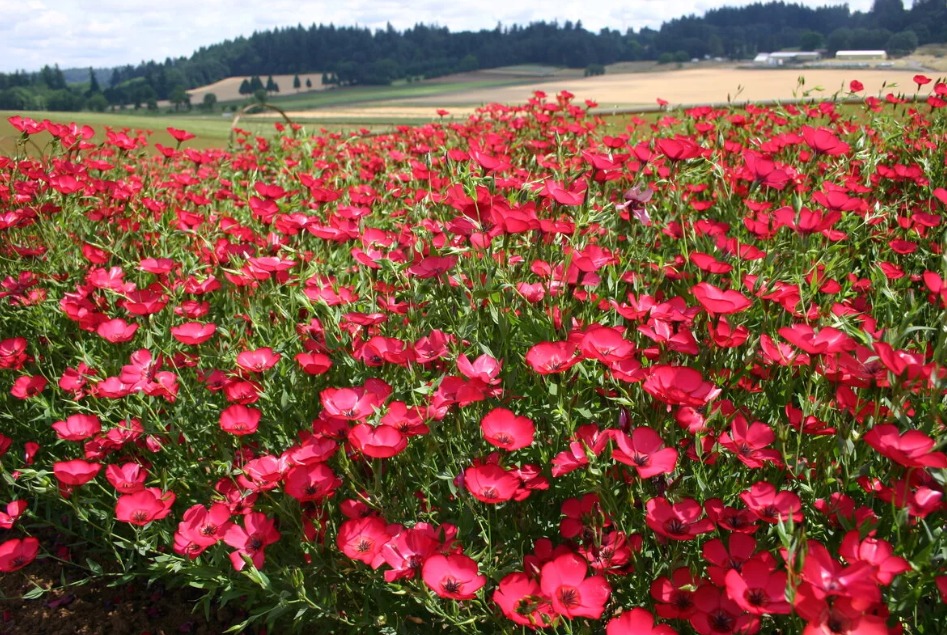 Lenger is large -flowered