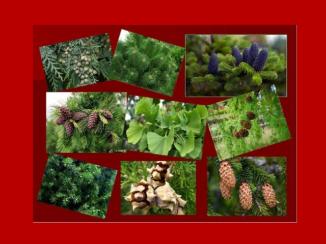Чем покрытосеменные растения отличаются от голосеменных — что это за растения: примеры