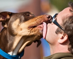 Why does the dog lick the owner, familiar people? Why does the dog lick his face, arms, legs?