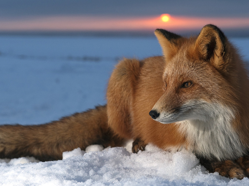 See a fox in a dream