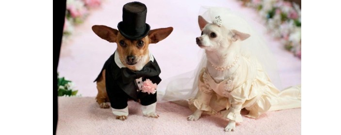 Wedding outfit for dog