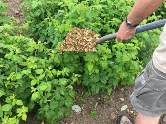 ¿Cómo entender que es hora de alimentar las frambuesas en la primavera? El primer aderezo superior de las frambuesas a principios de la primavera: esquema de aplicación. Raspberry - Salida en la primavera después del invierno: aderezo con remedios populares. Fertilizantes preparados para alimentar las frambuesas: lista de los mejores