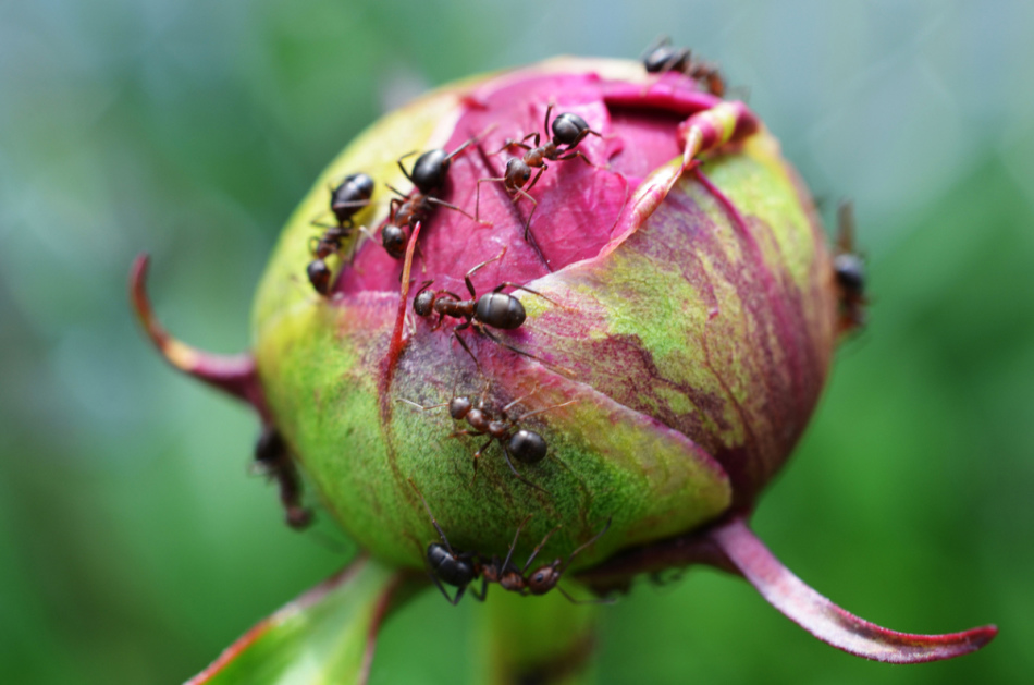Способы и средства для борьбы с садовыми муравьями на смородине и в клубнике