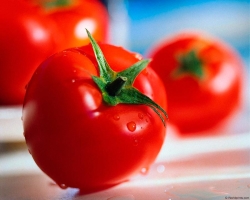 Is it possible to eat tomatoes with a nursing mother during breastfeeding of a newborn salty, fresh, baked, yellow? When can you eat tomatoes during breastfeeding? Tomatoes during breastfeeding - Komarovsky: video