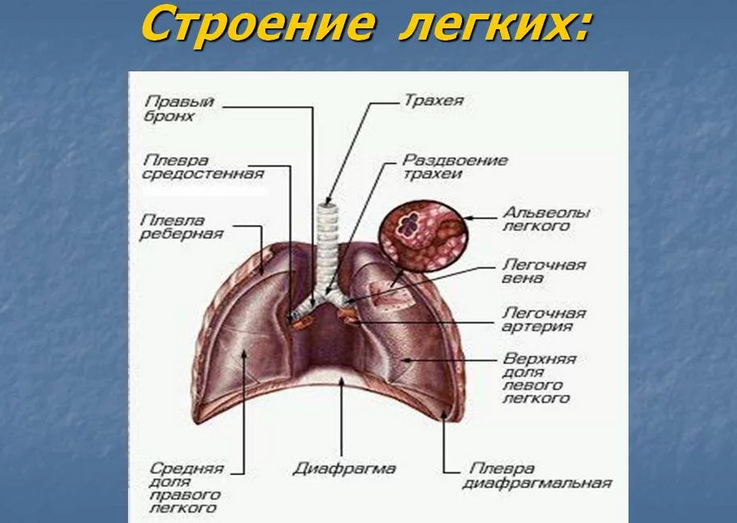 La structure des poumons