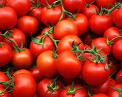 Teneur en calories de la tomate fraîche et après un traitement thermique