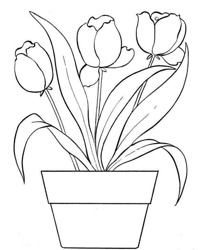 Tulip dalam vas