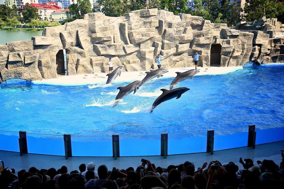 Dolphinarium