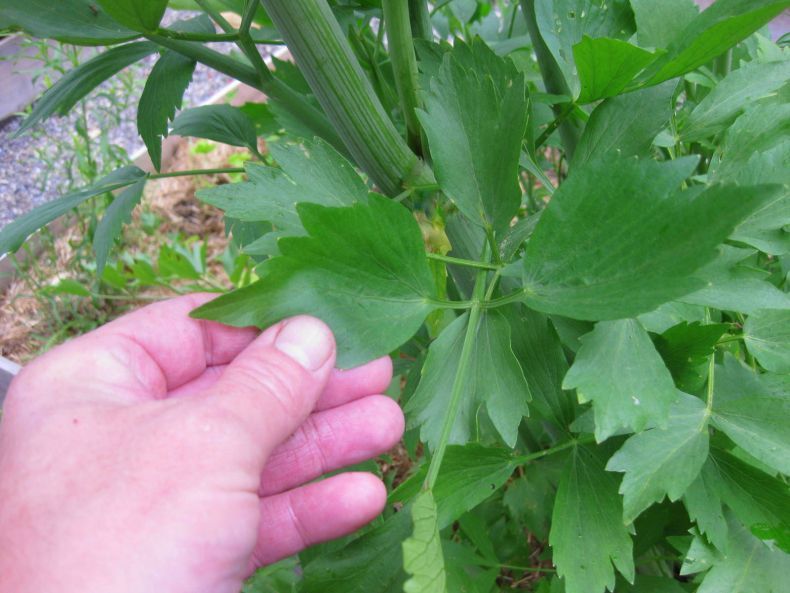 Älskaren luktar bra, men det finns inga blad