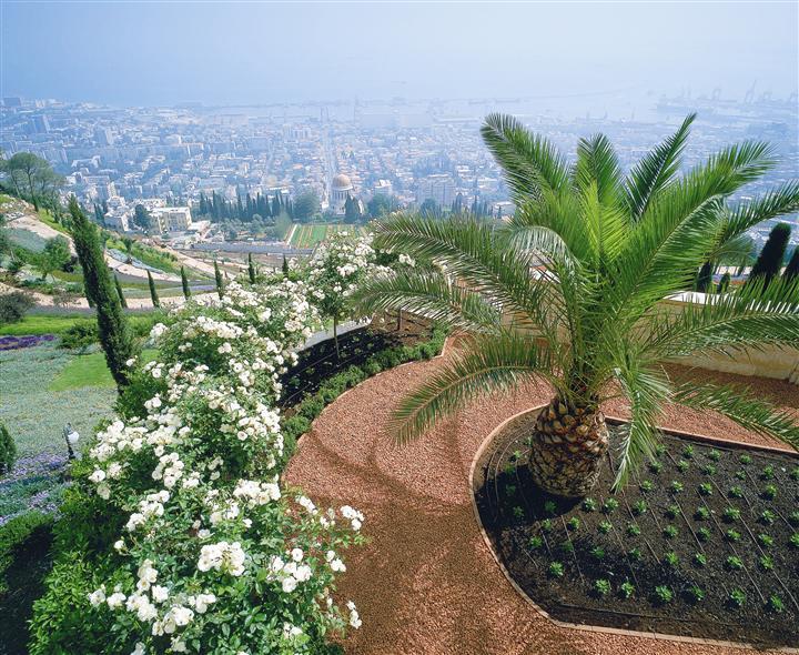 Jázmin a bahai kertekben, az izraeli Haifa városban