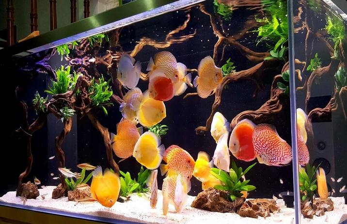 Домашние рыбки в аквариуме