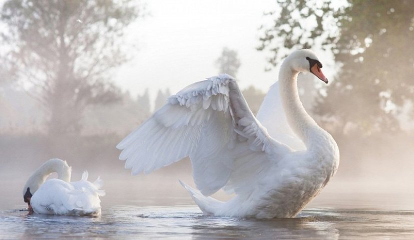 Les plus beaux oiseaux du monde-25-25, photo