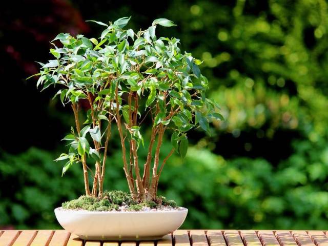 How to make a bonjamin ficus tree with your own hands, how to care at home? Formation of the crown of Bonsai from Ficus Benjamin with your own hands: where to start, how to do step by step?