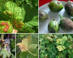 Zašto se Gooseberry osuši i kako mu pomoći? Što učiniti ako se lišće osuši, bobice gooseberryja?