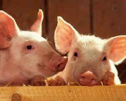 Cara Membuka Peternakan Babi dari awal: Rencana Bisnis Detail