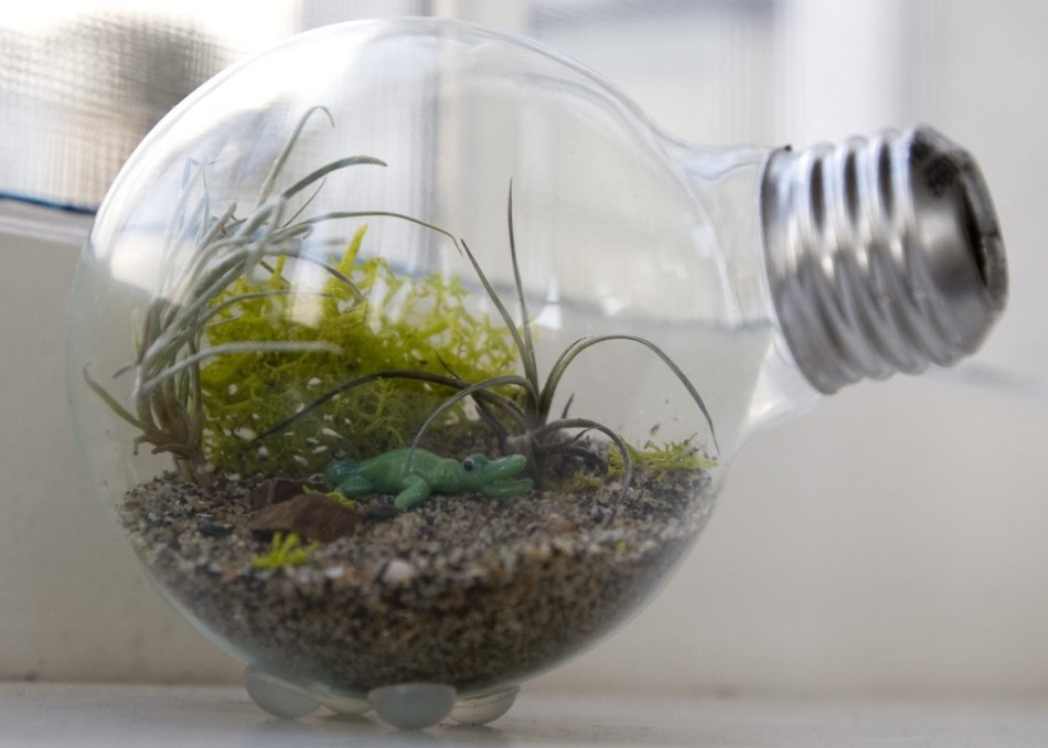 Il peut y avoir un petit jouet à l'intérieur du terrarium à partir d'une ampoule