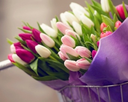 What is the colors of tulips in a bouquet in the language of flowers symbolize? What color of tulips to give a girl?