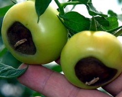 Pomidorning asosiy kasalliklari: kasalliklarning tavsifi, fotosurat
