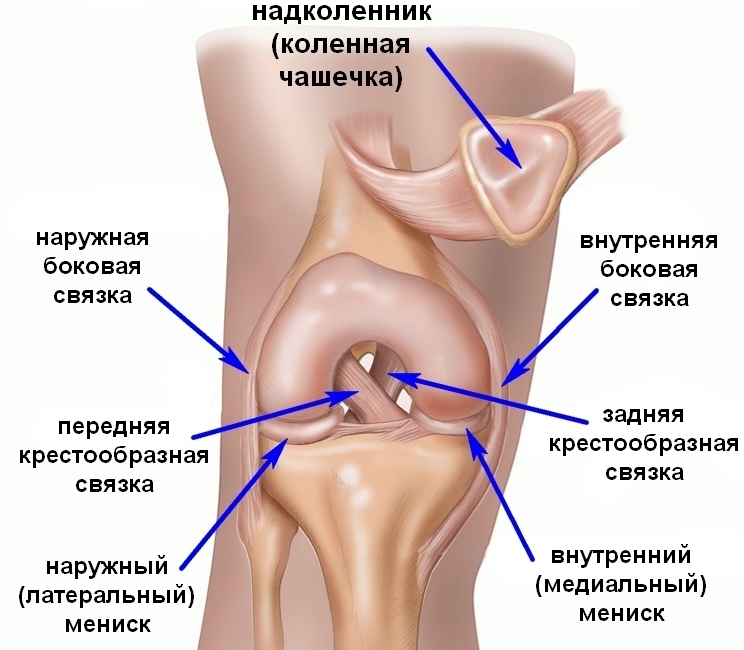 Зглоб колена