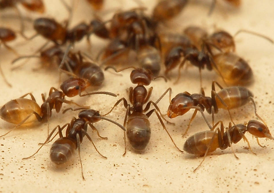 Народные рецепты против садовых муравьев с горчицей