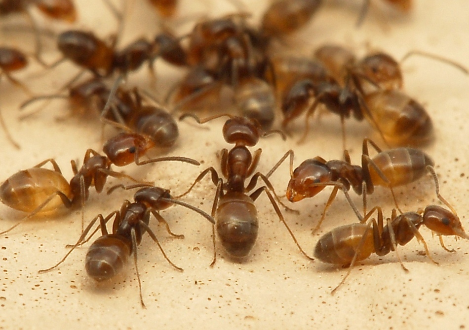 Recetas populares contra hormigas de jardín con mostaza