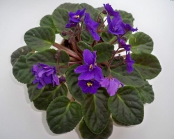 Is it true that violets on the windowsill destroy personal life? Is it possible to keep violets at home: folk signs, superstitions. Violets in the house: is it good or bad?