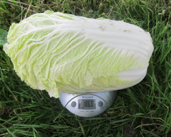 Why does Beijing cabbage go in color? Beijing cabbage bloomed: causes, methods of struggle, reviews
