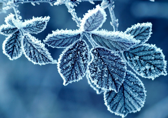 Mrazivé počasie je potrebné pre Frost