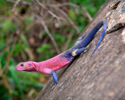 Signe et superstitions associées aux lézards: Description. Pourquoi le lézard a rampé dans la maison, s'installa dans la cour, la serre, grimpé dans la botte, traversa la route, tue, voyait le lézard dans le cimetière sur la tombe, enceinte, trouve la queue du lézard: signes folkloriques, superstitions