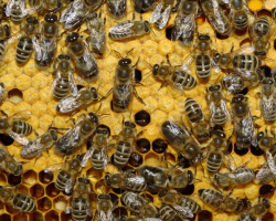 Kako se znebiti divjih čebel v poletni koči, v steni in pod tlemi hiše? Kako spraviti čebele iz hiše?