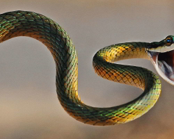 Dream Interpretation - to see in a dream that the snake was bitten. Why dream that black, green, yellow, white, large, small, poisonous, explosive snake by the hand, by the leg, by the finger, man, woman, child, cat, dog: interpretation of sleep